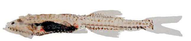 Cyclothone braueri_03.jpg